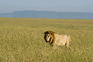 Kenya, Masai Mara. A male lion stalks through the grass out on the plains Kenya, Masai Mara. A male lion stalks through the grass out on the plains