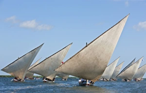 Kenya. Mashua sailing boats participating in a race off Lamu Island Kenya. Mashua sailing boats participating in a race off Lamu Island