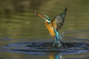 Images Dated 3rd September 2015: kingfisher jumping out of the water with the catch