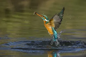 kingfisher jumping out of the water with the catch kingfisher jumping out of the water with the catch