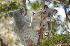 Koalas (Phascolarctos Cinereous), Lone Pine Koala Sanctuary, Brisbane, Queensland Koalas (Phascolarctos Cinereous), Lone Pine Koala Sanctuary, Brisbane, Queensland