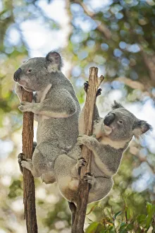 Koalas (Phascolarctos Cinereous) climbing, Lone Pine Koala Sanctuary, Brisbane, Queensland Koalas (Phascolarctos Cinereous) climbing, Lone Pine Koala Sanctuary, Brisbane, Queensland