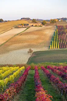 Lambrusco Grasparossa Vineyards in autumn. Castelvetro di Modena, Emilia Romagna, Italy Lambrusco Grasparossa Vineyards in autumn. Castelvetro di Modena, Emilia Romagna, Italy