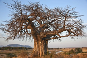 A large Baobab tree growing on the banks of the Great Ruaha River in Ruaha National Park A large Baobab tree growing on the banks of the Great Ruaha River in Ruaha National Park