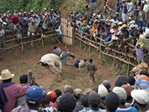 A large crowd of Malagasy people watch a zebu Savika A large crowd of Malagasy people watch a zebu Savika