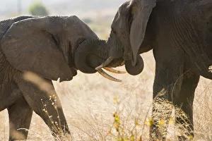 Large elephpant greets smaller elephant in Ruaha, Tanzania Large elephpant greets smaller elephant in Ruaha, Tanzania