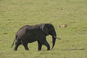 Large male elephant and male lion, Ngorongoro Crater, Tanzania Large male elephant and male lion, Ngorongoro Crater, Tanzania