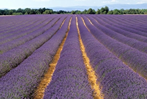 Lavender Fields In Provence Prints: Lavender fields