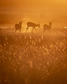 Lechwe at sunset, Okavango Delta, Botswana Lechwe at sunset, Okavango Delta, Botswana