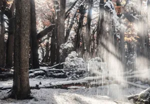 Lengas forest with melting snow in autumn, Los Glaciares National Park, Patagonia Lengas forest with melting snow in autumn, Los Glaciares National Park, Patagonia