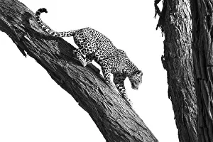 Okavango Delta Leopard Tree Print, Botswana