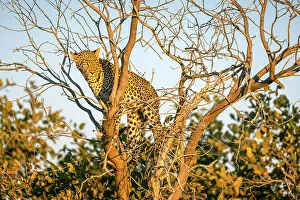 Leopard Cub Print, Okavango Delta Tree Scene