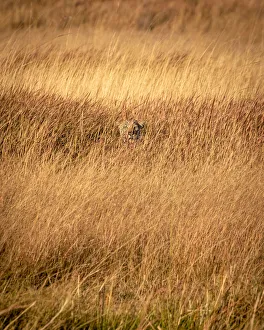 Leopard in grass, Okavango Delta, Botswana Leopard in grass, Okavango Delta, Botswana