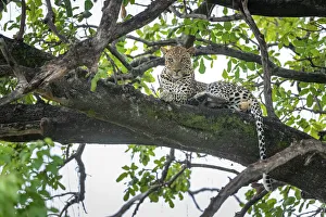Leopard Print, Okavango Delta Tree Rest