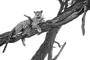 Leopard in Tree Print, Okavango Delta, Botswana