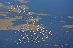 Lesser flamingos flying over Lake Logipi, a seasonal alkaline or soda lake at Lesser flamingos flying over Lake Logipi, a seasonal alkaline or soda lake at