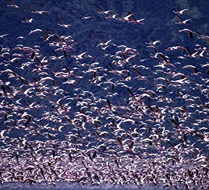 Lesser flamingos (Phoeiniconaias minor) in flight over Lake Nakuru Lesser flamingos (Phoeiniconaias minor) in flight over Lake Nakuru