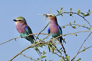 Lilac-breasted Roller ,Coracias caudatu ,Chobe National Park, near the town of Kasane Lilac-breasted Roller ,Coracias caudatu ,Chobe National Park, near the town of Kasane