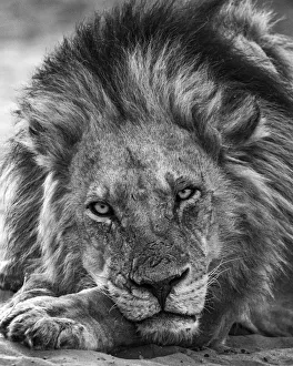 Lion, Chobe River, Chobe National Park, Botswana Lion, Chobe River, Chobe National Park, Botswana