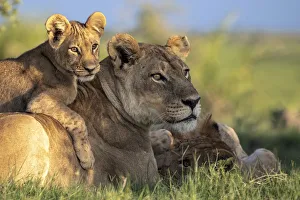 Lion cub lying on its mother, Okavango Delta, Botswana Lion cub lying on its mother, Okavango Delta, Botswana