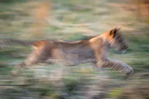 Lion cub running in Ruaha National park, Tanzania Lion cub running in Ruaha National park, Tanzania