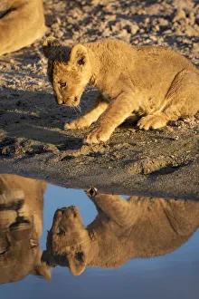 Lion cub, Savuti, Chobe National Park, Botswana Lion cub, Savuti, Chobe National Park, Botswana