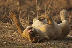 Lioness on her back, tongue out, Mikumi National park, Tanzania Lioness on her back, tongue out, Mikumi National park, Tanzania
