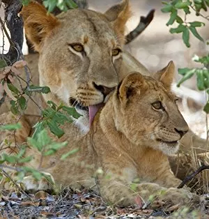 Selous Game Reserve Collection: A lioness and cub in Selous Game Reserve