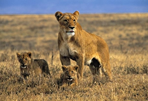 Lioness and cubs, Ngorongoro Crater, Tanzania Lioness and cubs, Ngorongoro Crater, Tanzania