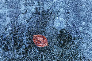 A lone leaf trapped in the ice on a frozen lake surface, Emilia Romagna, Italy A lone leaf trapped in the ice on a frozen lake surface, Emilia Romagna, Italy