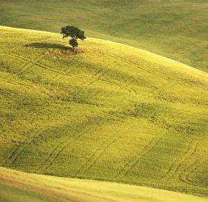 Lone Tree in Landscape, near Pienza, Tuscany, Italy Lone Tree in Landscape, near Pienza, Tuscany, Italy