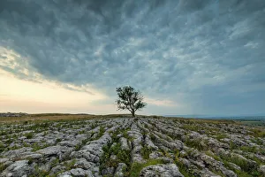 English Countryside Scenic Views Prints: Lone Tree on Limestone Pavement, Malham, Yorkshire Dales, England