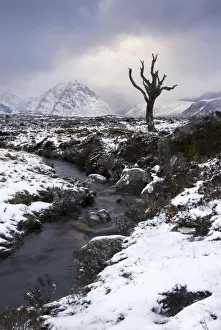Lonely tree in Rannoch Moor, Glencoe, Scotland, UK Lonely tree in Rannoch Moor, Glencoe, Scotland, UK