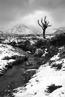 Lonely tree in Rannoch Moor, Scotland, UK Lonely tree in Rannoch Moor, Scotland, UK