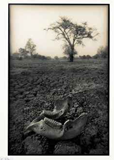 Lower jaw of animal skull on parched mud in Selous game Reserve, Tanzania Lower jaw of animal skull on parched mud in Selous game Reserve, Tanzania