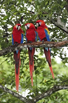 Three Macaw parrots perched on branch, Copan Ruinas, Central America, Honduras Three Macaw parrots perched on branch, Copan Ruinas, Central America, Honduras
