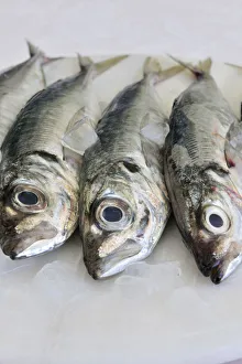 Images Dated 2011 October: Mackerel Print by AWL