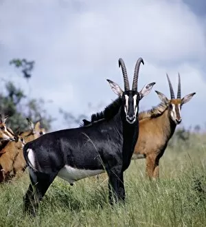 African Antelopes Collection: A magnificent Sable antelope bull with females and