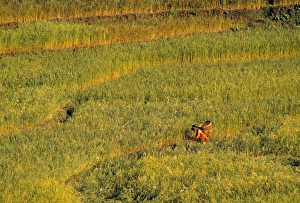 Maize Field Print, Pokhara, Nepal