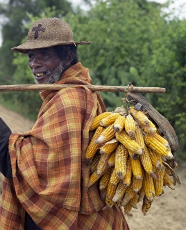 A Malagasy farmer takes cobs of dried maize to sell at Tsiombe market A Malagasy farmer takes cobs of dried maize to sell at Tsiombe market
