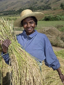 A Malagasy woman gathering rice from paddies near Ambalavao A Malagasy woman gathering rice from paddies near Ambalavao