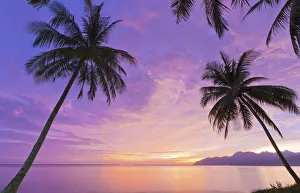 Malaysia, Langkawi, Palm trees at dusk Malaysia, Langkawi, Palm trees at dusk