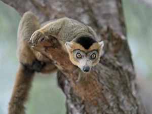 A male crowned lemur A male crowned lemur