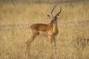 Male Impala antelope, Serengeti National Park, Tanzania Male Impala antelope, Serengeti National Park, Tanzania