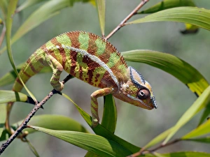 A male panther chameleon (Furcifer padalis) in breeding colours A male panther chameleon (Furcifer padalis) in breeding colours