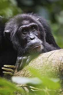 A male silverback gorilla in Bwindi, Uganda, Africa A male silverback gorilla in Bwindi, Uganda, Africa
