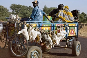 Mali, Djenn A farmer sets off in his horse-drawn cart Mali, Djenn A farmer sets off in his horse-drawn cart
