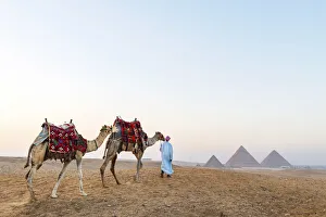 Man and his camels at the Pyramids of Giza, Giza, Cairo, Egypt Man and his camels at the Pyramids of Giza, Giza, Cairo, Egypt
