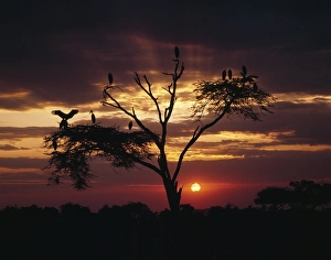 African Birds Prints: Marabou storks