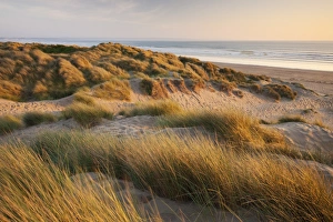 Marram grass on the sand dunes of Braunton Burrows, looking towards Saunton Sands, Devon, England Marram grass on the sand dunes of Braunton Burrows, looking towards Saunton Sands, Devon, England